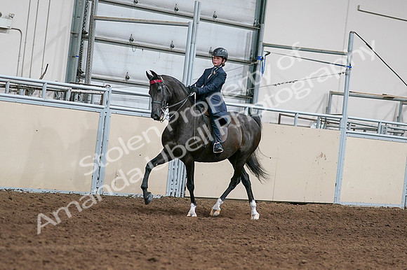 2020 - AB Morgan Horse - Fri, Sept 04 - 02997