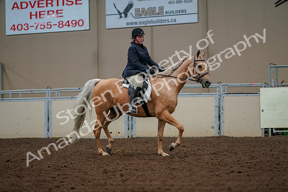 2019 Morgan Horse Show - Aug 30, 2019 - 22614