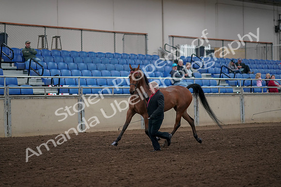 2019 Morgan Horse Show - Aug 31, 2019 - 00537