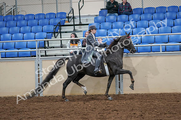 2020 - AB Morgan Horse - Sat, Sept 05 - 13953
