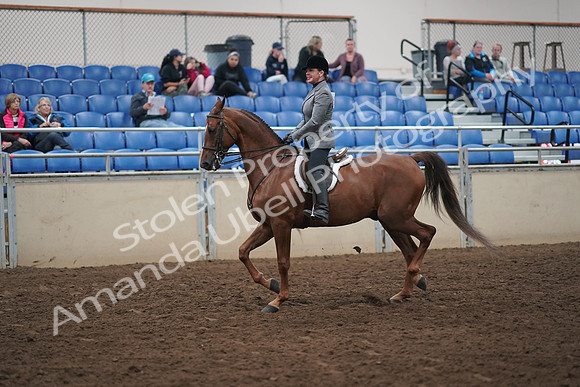 2019 Morgan Horse Show - Aug 31, 2019 - 13774