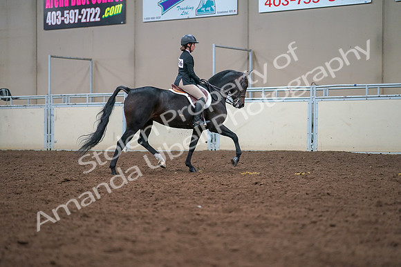 2019 Morgan Horse Show - Aug 30, 2019 - 20954
