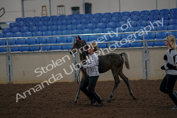 2019 Morgan Horse Show - Aug 30, 2019 - 24728