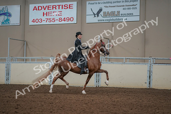 2019 Morgan Horse Show - Aug 30, 2019 - 25276