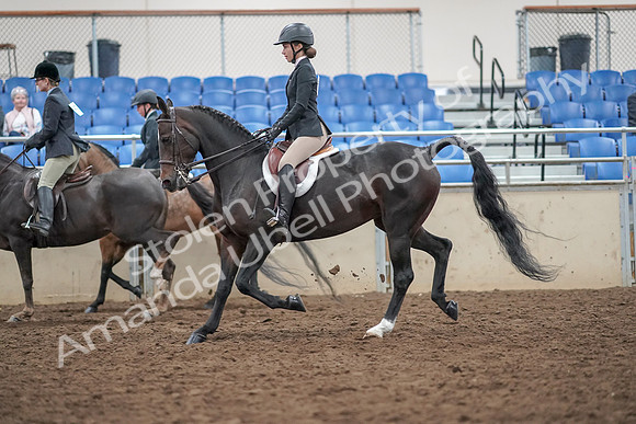 2019 Morgan Horse Show - Aug 30, 2019 - 20232