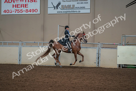 2019 Morgan Horse Show - Aug 30, 2019 - 25316