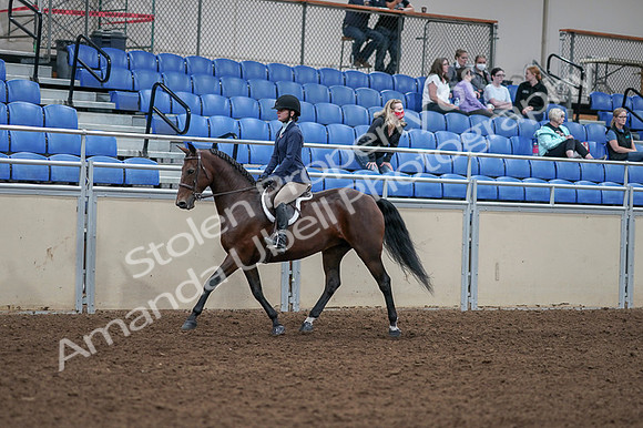 2020 - AB Morgan Horse - Fri, Sept 04 - 05880