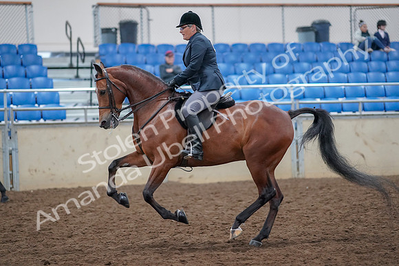 2019 Morgan Horse Show - Aug 30, 2019 - 20571