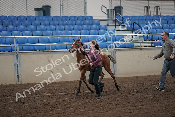 2019 Morgan Horse Show - Aug 31, 2019 - 00382