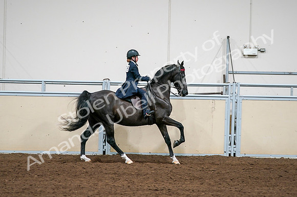 2020 - AB Morgan Horse - Fri, Sept 04 - 03146