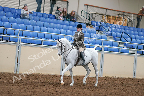 2020 - AB Morgan Horse - Sat, Sept 05 - 14432