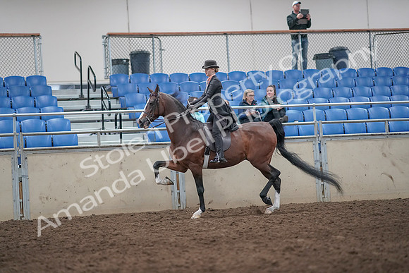 2019 Morgan Horse Show - Aug 31, 2019 - 08695