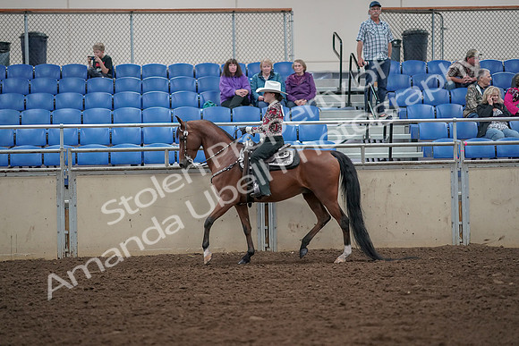 2019 Morgan Horse Show - Aug 30, 2019 - 25926