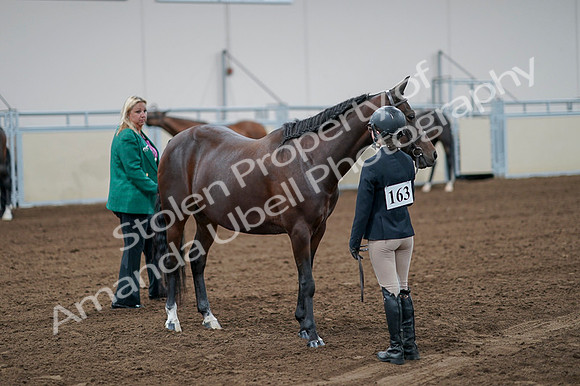 2020 - AB Morgan Horse - Fri, Sept 04 - 00798