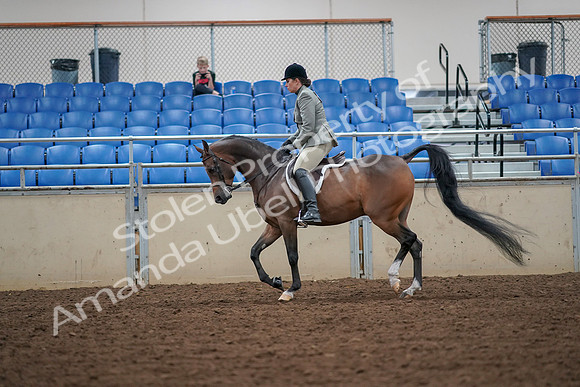 2019 Morgan Horse Show - Aug 30, 2019 - 17297