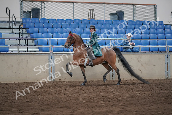 2019 Morgan Horse Show - Sept 01, 2019 - 13169
