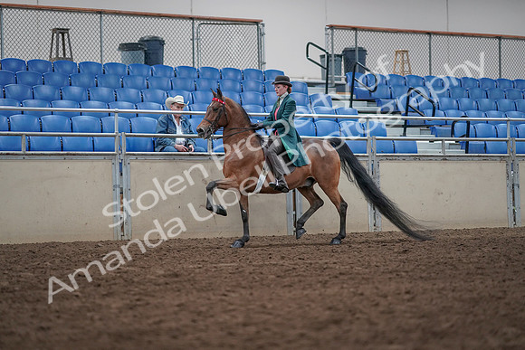 2019 Morgan Horse Show - Sept 01, 2019 - 13206