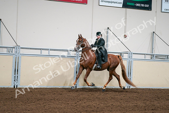 2020 - AB Morgan Horse - Sat, Sept 05 - 08035
