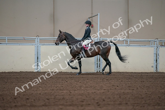 2019 Morgan Horse Show - Sept 01, 2019 - 03981