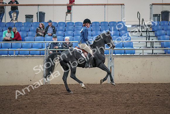 2019 Morgan Horse Show - Aug 31, 2019 - 07536