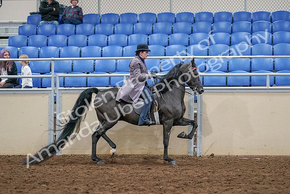 2020 - AB Morgan Horse - Sat, Sept 05 - 14005