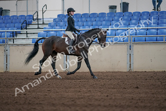 2019 Morgan Horse Show - Sept 01, 2019 - 03938