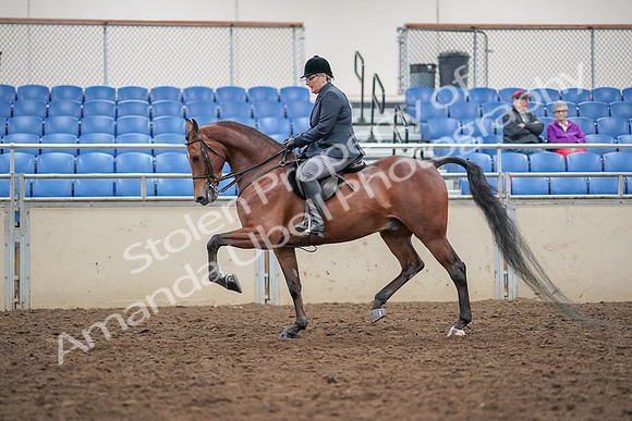 2019 Morgan Horse Show - Aug 30, 2019 - 20211