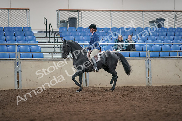 2019 Morgan Horse Show - Aug 31, 2019 - 07220