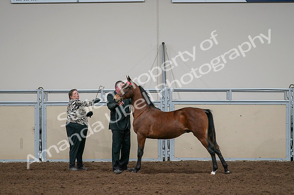 2020 - AB Morgan Horse - Fri, Sept 04 - 07619
