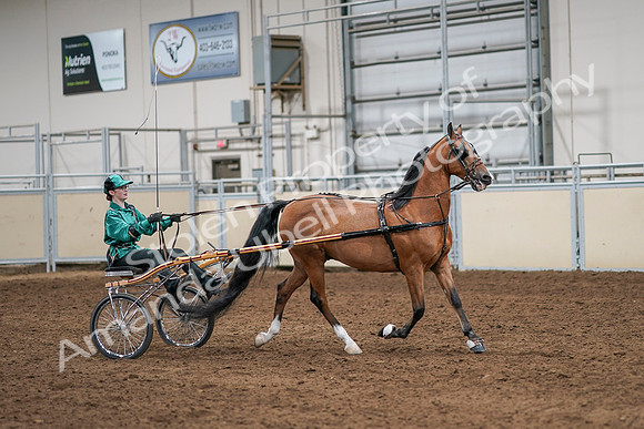 2020 - AB Morgan Horse - Sat, Sept 05 - 12449