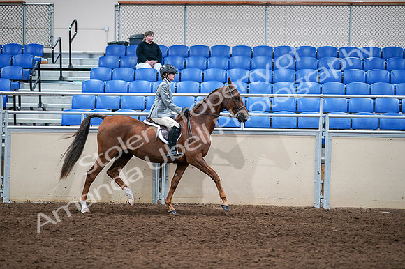 2020 - AB Morgan Horse - Fri, Sept 04 - 03175
