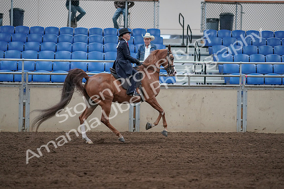 2019 Morgan Horse Show - Sept 01, 2019 - 12033