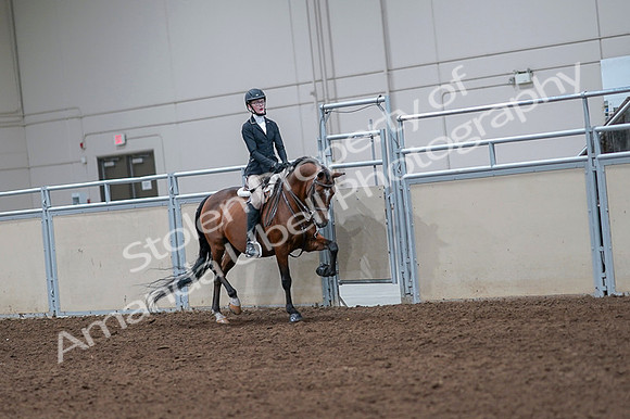2020 - AB Morgan Horse - Fri, Sept 04 - 06092