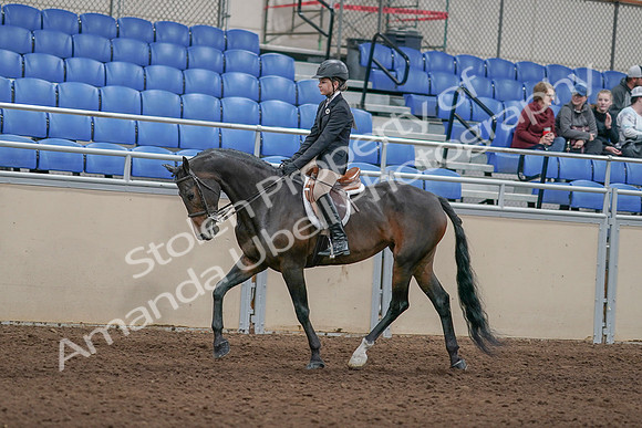 2020 - AB Morgan Horse - Sun, Sept 06 - 00895