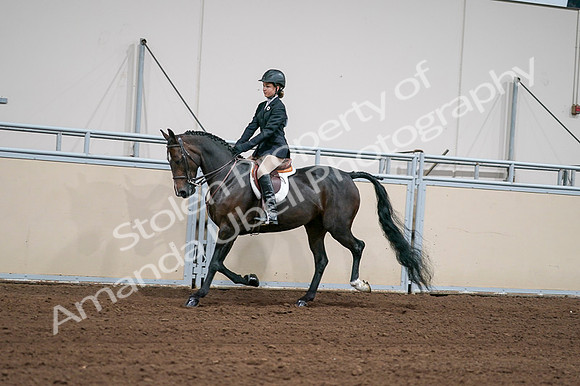 2020 - AB Morgan Horse - Fri, Sept 04 - 02021