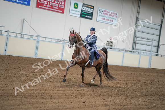 2020 - AB Morgan Horse - Fri, Sept 04 - 08195