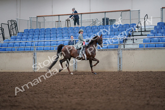 2019 Morgan Horse Show - Aug 30, 2019 - 18103