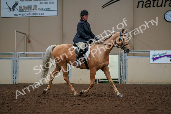 2019 Morgan Horse Show - Aug 30, 2019 - 22623