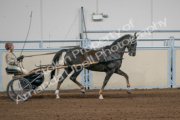 2020 - AB Morgan Horse - Sat, Sept 05 - 05906