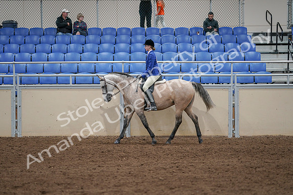 2020 - AB Morgan Horse - Fri, Sept 04 - 10348