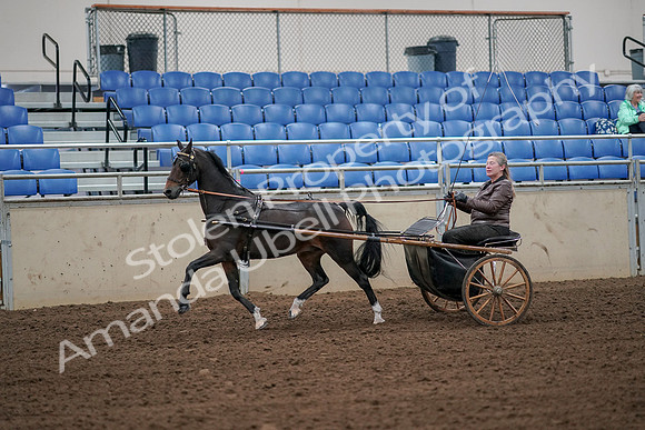2019 Morgan Horse Show - Aug 30, 2019 - 13099