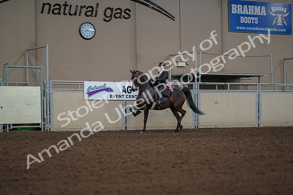 2019 Morgan Horse Show - Aug 30, 2019 - 28298