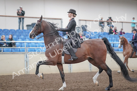 2019 Morgan Horse Show - Aug 31, 2019 - 08539
