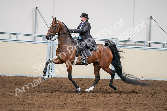 2020 - AB Morgan Horse - Sat, Sept 05 - 13000