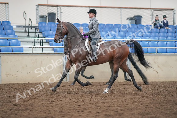 2019 Morgan Horse Show - Aug 30, 2019 - 20183