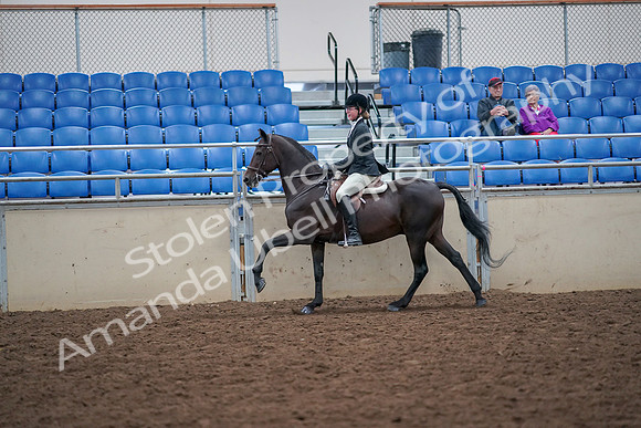 2019 Morgan Horse Show - Aug 30, 2019 - 20653