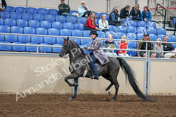 2020 - AB Morgan Horse - Sat, Sept 05 - 13607