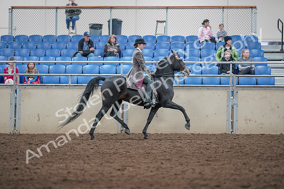 2019 Morgan Horse Show - Aug 31, 2019 - 09571