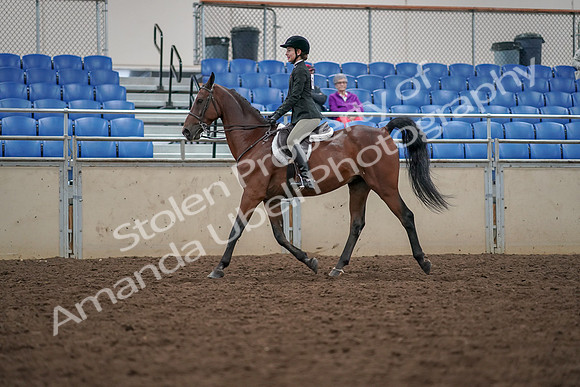 2019 Morgan Horse Show - Aug 30, 2019 - 20259