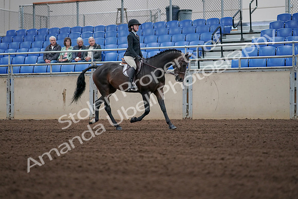 2019 Morgan Horse Show - Sept 01, 2019 - 03926